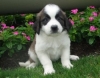 two lovely Saint Bernard puppies for sale a good home.